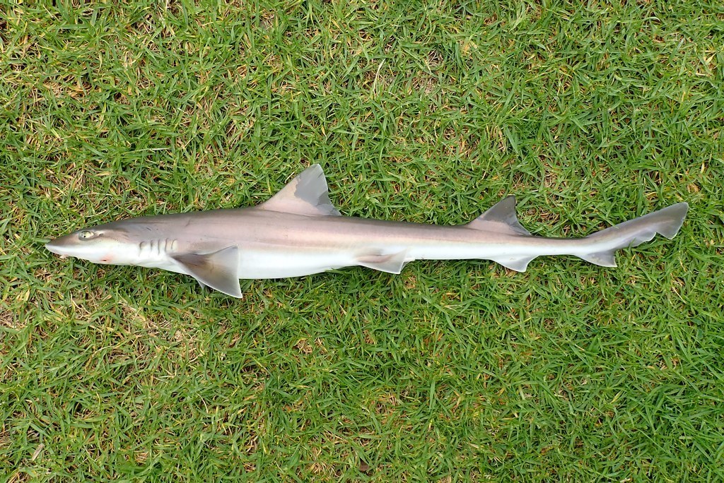 Gray Smooth-hound (Saltwater Fish of California) · iNaturalist