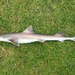 Gray Smooth-Hound - Photo (c) Ben Cantrell, some rights reserved (CC BY-NC), uploaded by Ben Cantrell