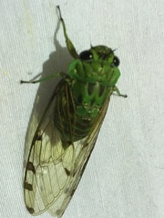 Image of Zammara smaragdula