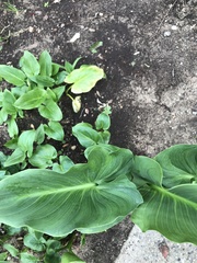 Zantedeschia