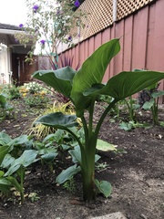 Zantedeschia