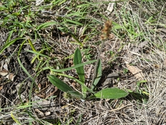 Plantago hispida