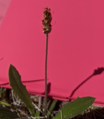Plantago hispida