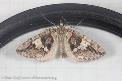 Hydriomena furcata