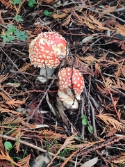 Amanita muscaria