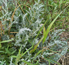 Artemisia maritima