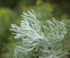 Artemisia maritima