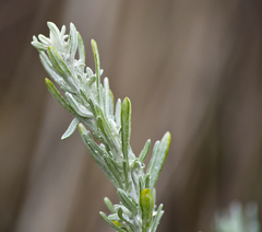 Artemisia maritima