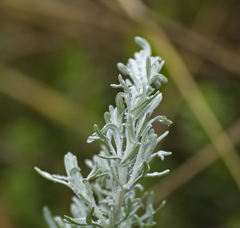 Artemisia maritima