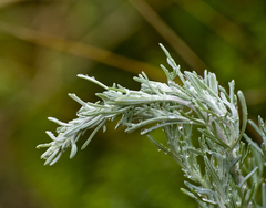 Artemisia maritima