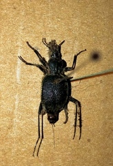 Carabinae