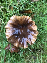 Armillaria novae-zelandiae