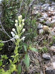 Habenaria monorrhiza