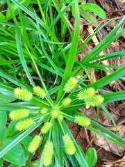 Cyperus cyperoides