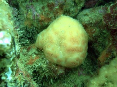 Aplidium conicum