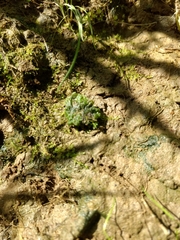 Notothylas orbicularis