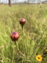 Coreopsis floridana