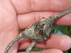 Dryocosmus asymmetricus