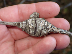 Dryocosmus asymmetricus