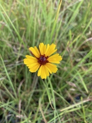 Coreopsis floridana