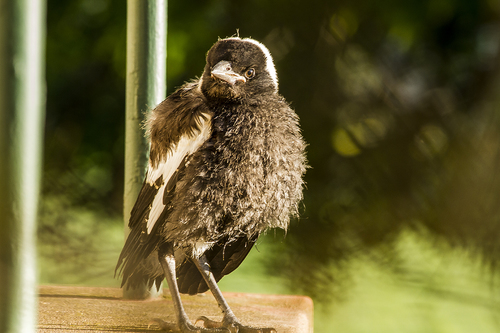 Australian Magpie, photo 7 of 10