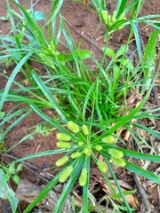 Cyperus cyperoides
