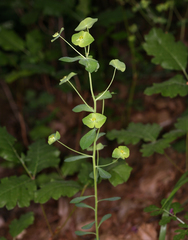 Euphorbia crenulata