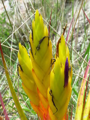 Tillandsia fasciculata