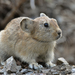 Daurian Pika - Photo (c) Daniele Colombo, some rights reserved (CC BY-NC-SA)