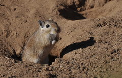 Mongolian Jird photo 4