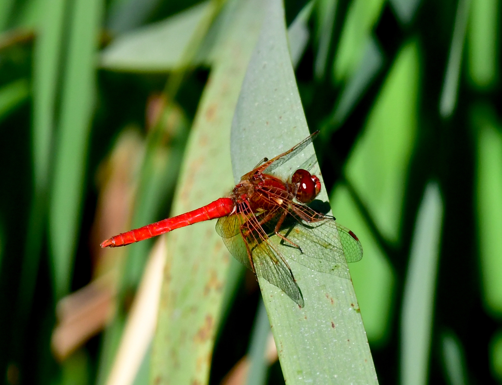 Cardinal Meadowhawk from Pescadero, CA, USA on October 20, 2020 at 12: ...