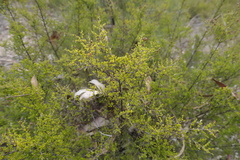 Psydrax odorata buxifolia