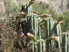 Trichocereus