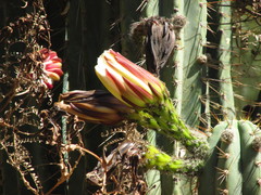 Trichocereus