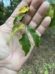 Zanthoxylum hirsutum