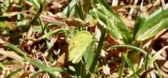 Pyrisitia dina westwoodi