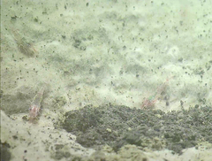 Spirontocaris sica