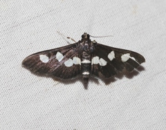 Desmia maculalis