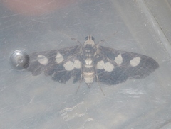 Desmia maculalis