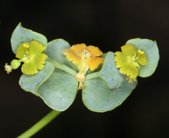 Euphorbia schizoloba