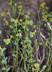 Euphorbia schizoloba