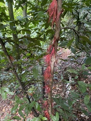 Polyalthia
