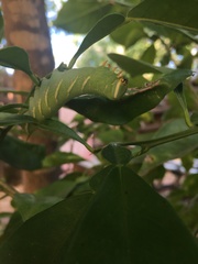 Ceratomia undulosa