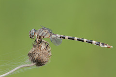 Phyllogomphoides stigmatus