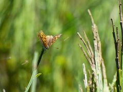Lycaena phlaeas phlaeoides