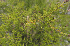 Psydrax odorata buxifolia