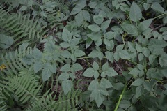Ligusticum canadense