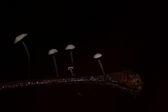 Marasmius felix
