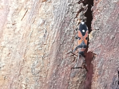 Horvathiolus superbus