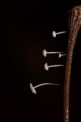 Marasmius felix